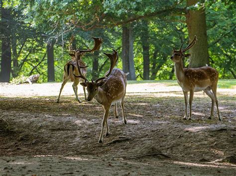 Marselisborg Dyrehave » Oplev den smukke dyrepark。